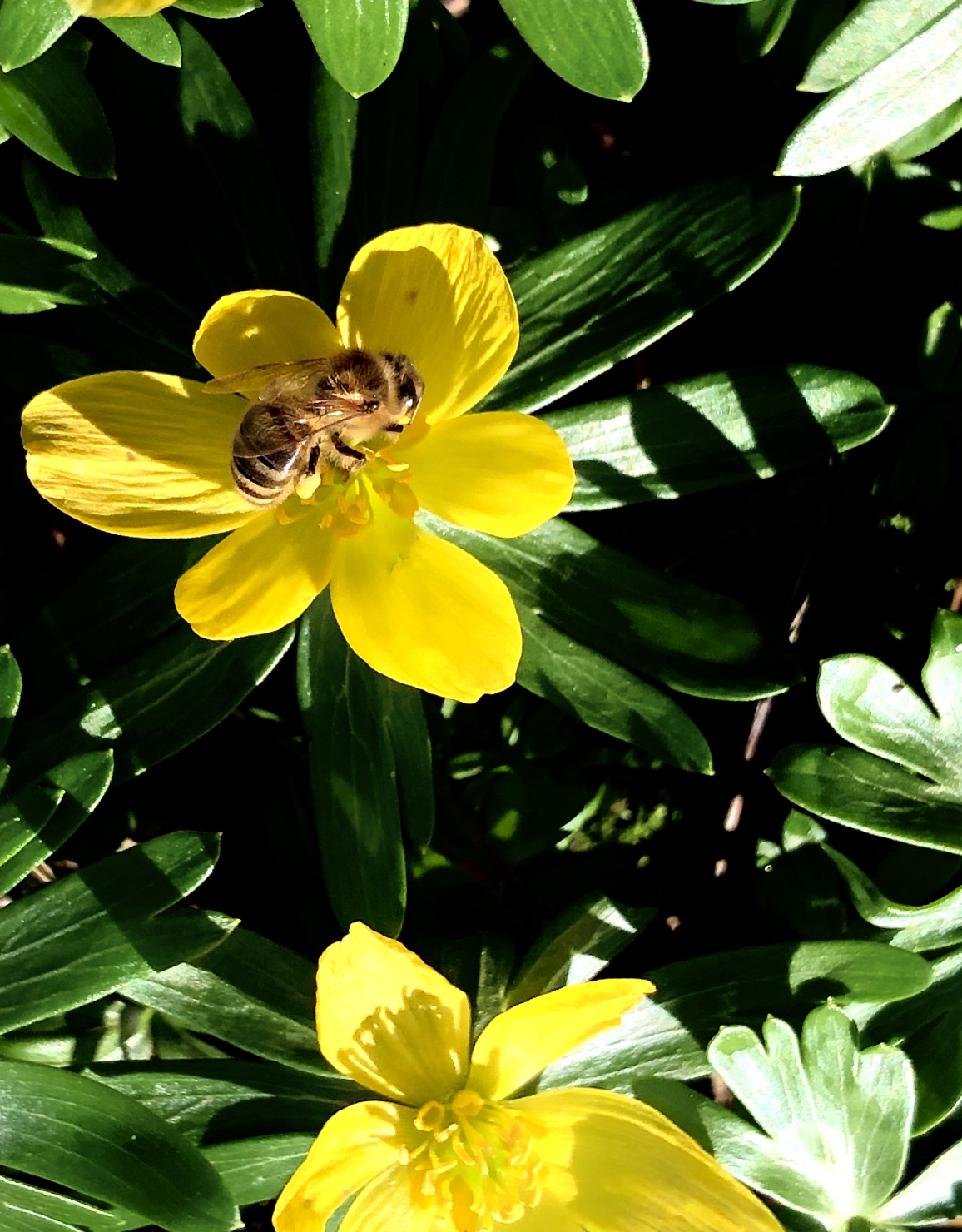 Is Organic Honey Better Than Regular Honey?