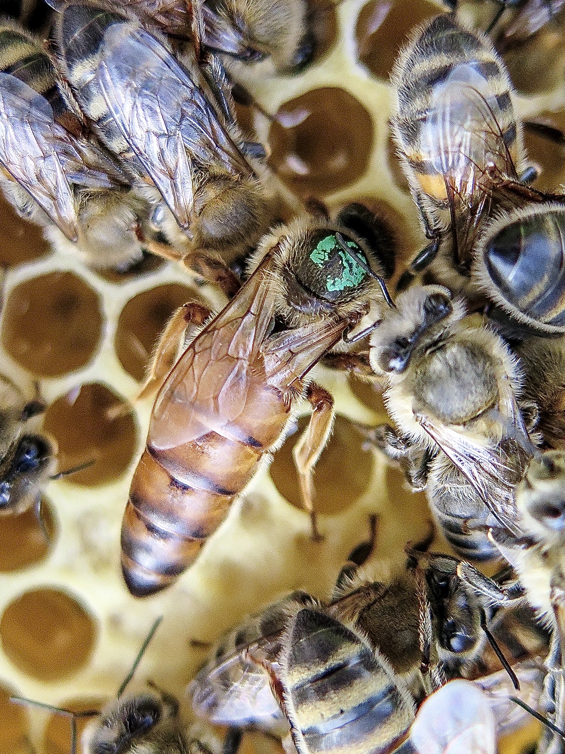 Why Does A Queen Bee Have A Coloured Dot On Her Head?